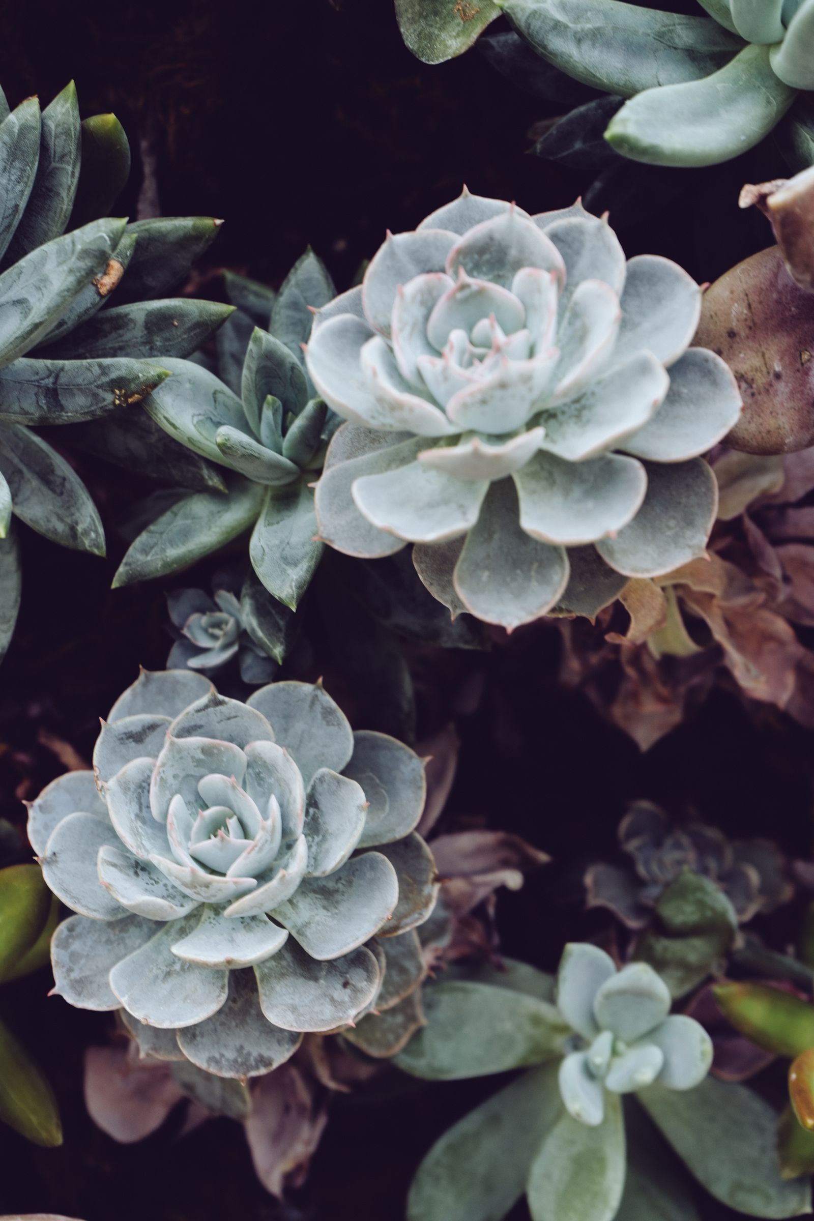 Close-up of a succulent plant with thick green leaves