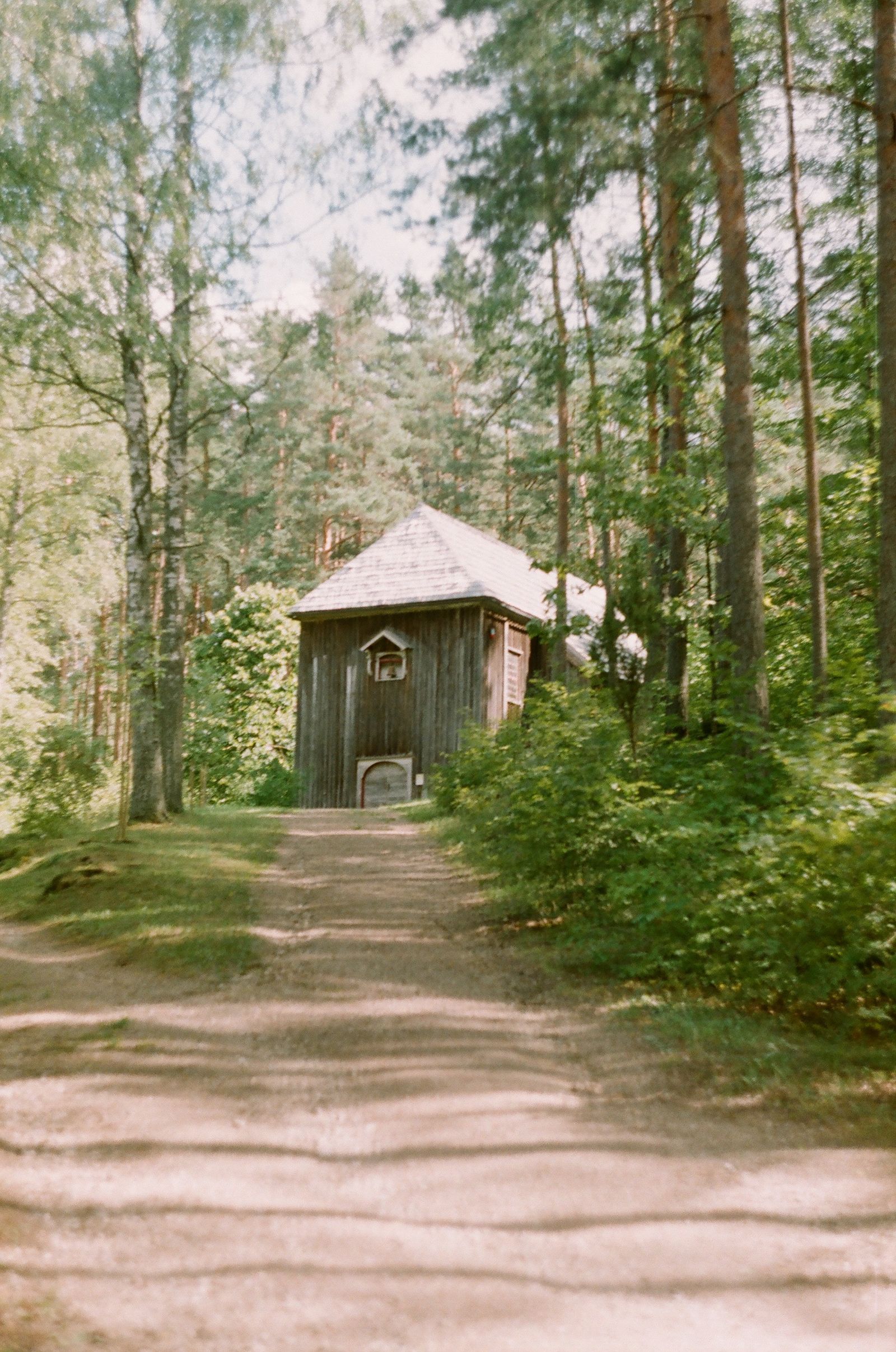 Wooden house set among dense green forest