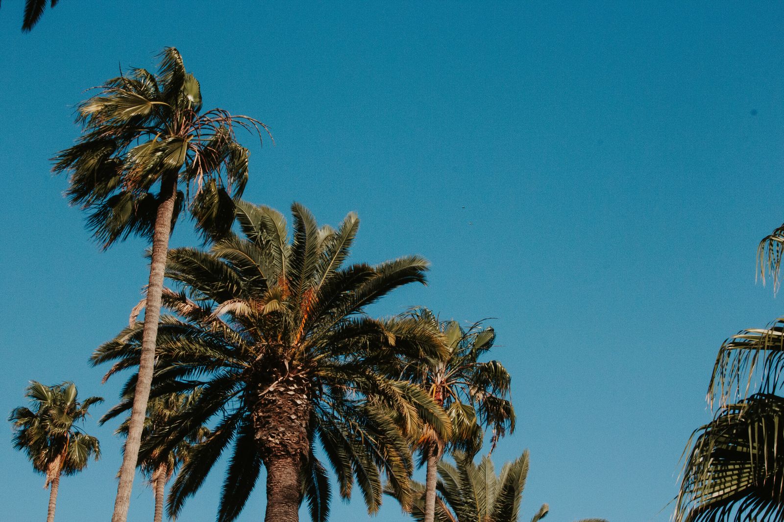 Tall palm trees seen from a street under a clear blue sky
